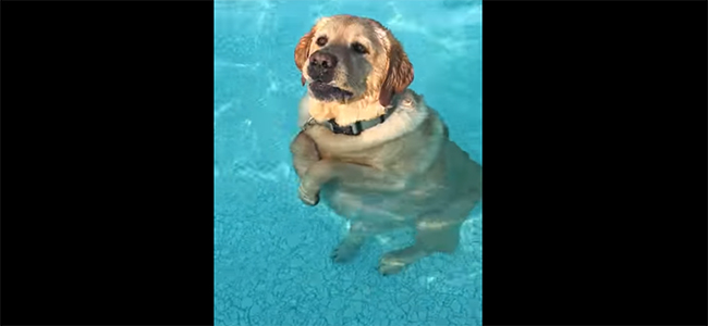 Μπορείς να μην γελάσεις; Σκύλος περπατάει όρθιος στην πισίνα! (Βίντεο)