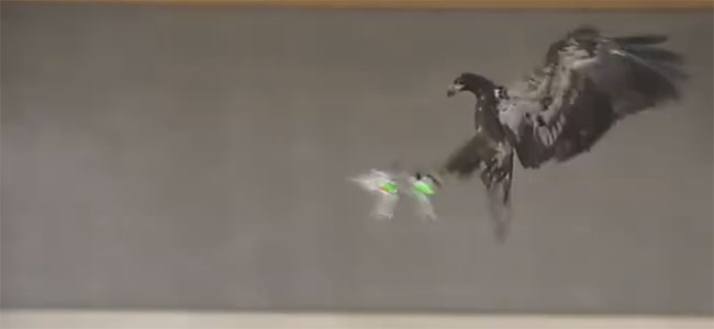 Η Αστυνομία εκπαιδεύει αετούς για να καταρρίπτουν τα drones (ελικοπτεράκια)! (Βίντεο)