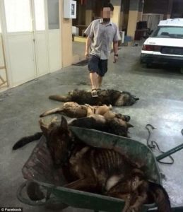 Trained dogs killed