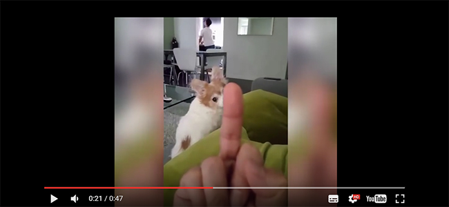 Ο σκύλος που δεν ανέχεται χειρονομίες! Θα γελάσετε πολύ... (Βίντεο)